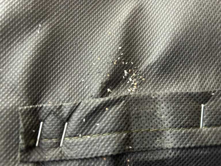 Jak wygląda pluskwa domowa i jaja pluskiew? Jak rozpoznać?