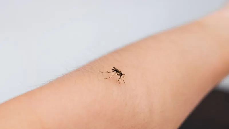 Read more about the article Jakie choroby przenoszą komary? Jak się przed nimi chronić?