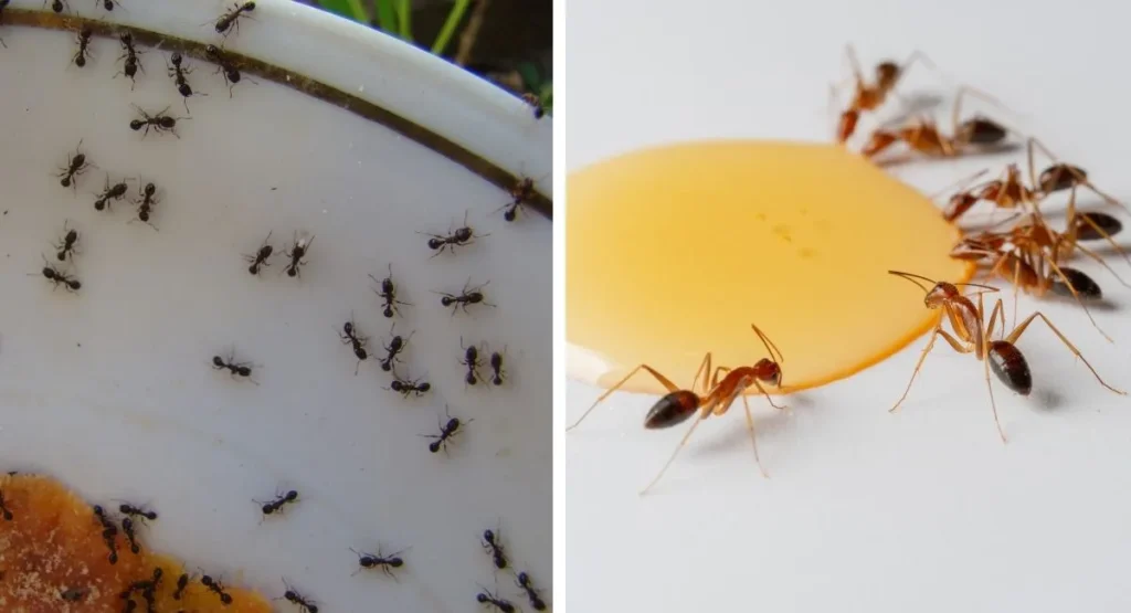 mrówki w domu InsektStop