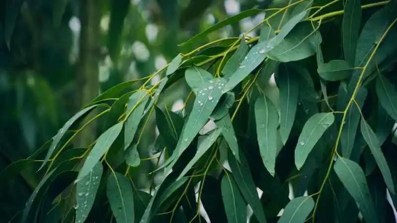 eukliptus-drzewo-odstraszajace-komary