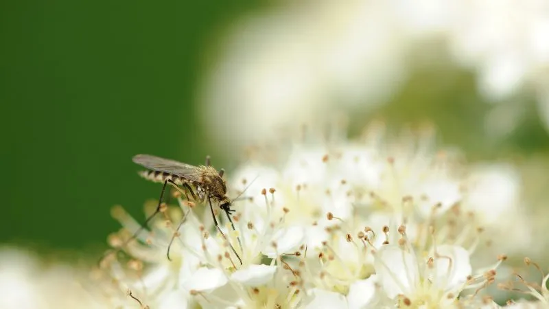 Read more about the article Rośliny odstraszające komary. Co warto posadzić w ogrodzie?