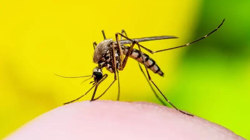 Read more about the article Uczulenie na komary — przyczyny, objawy, jak się chronić?