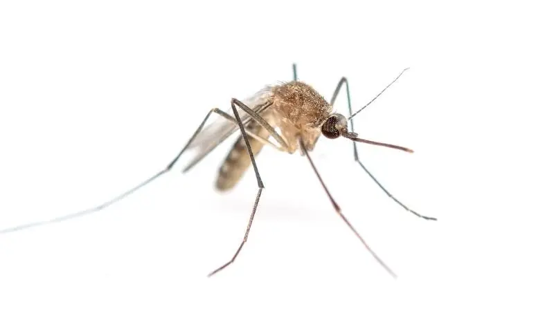 komar-widliszek