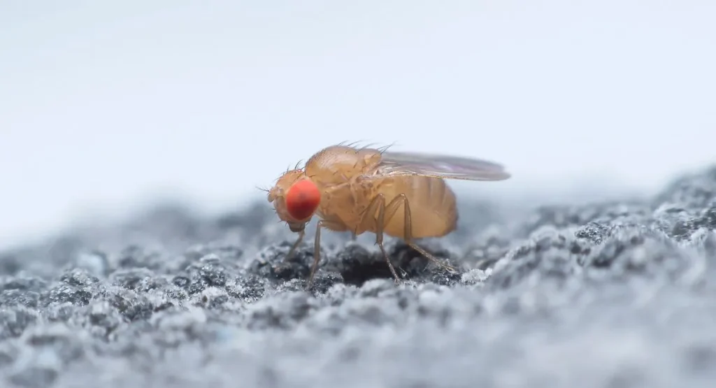 muszki-owocowki-jak-wytepic