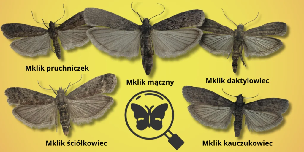 Gatunki mklików spożywczych