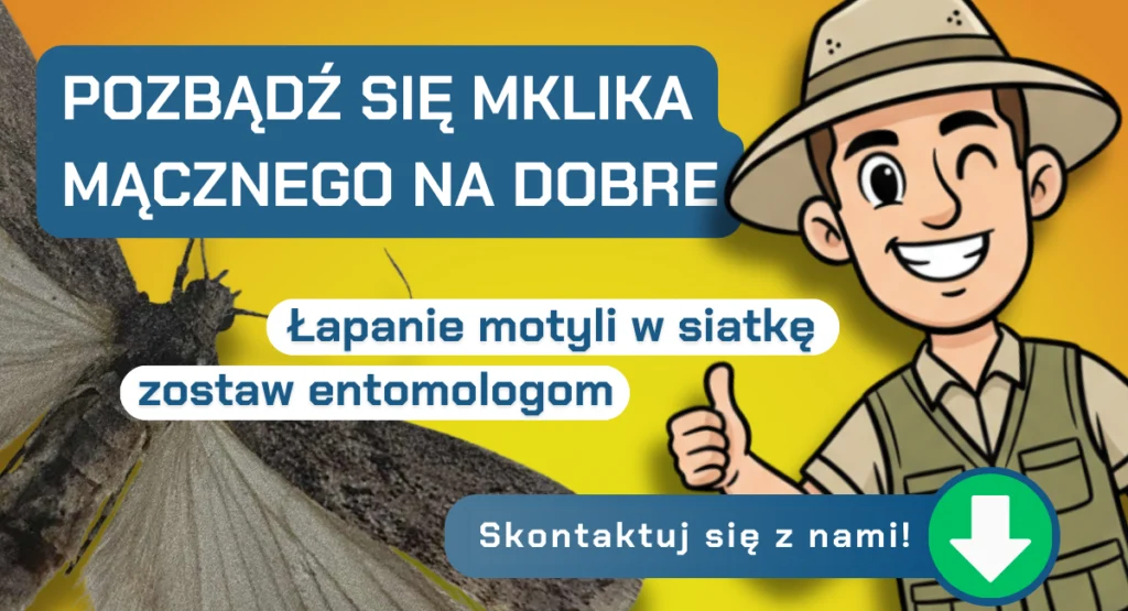 Jak pozbyć się mklika mącznego