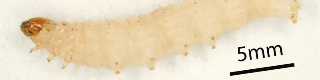 Mklik mączny w stadium larwalnym