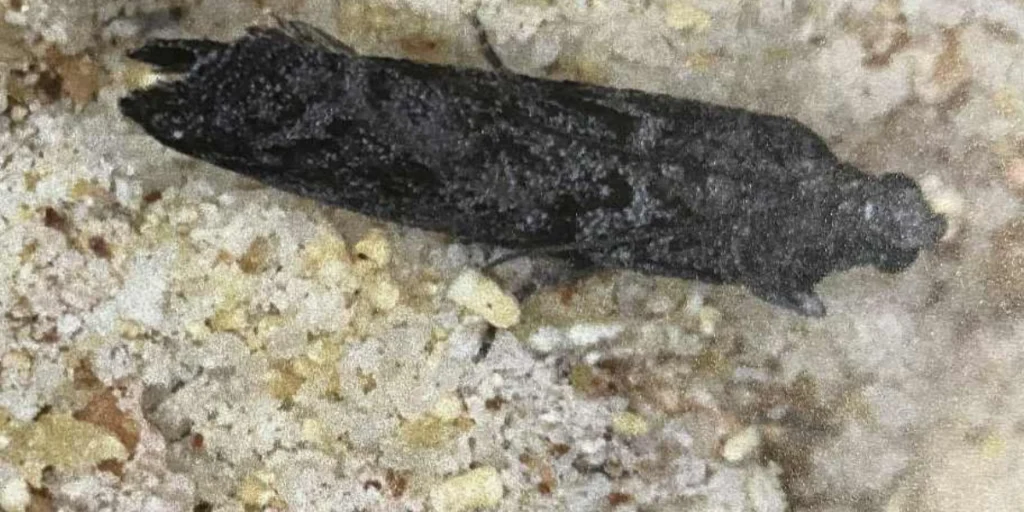 Mklik mączny na płatkach owsianych