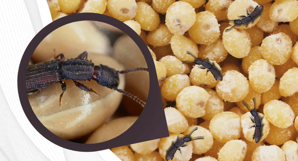 Read more about the article Jak pozbyć się spichrzela surynamskiego w domu i magazynach?