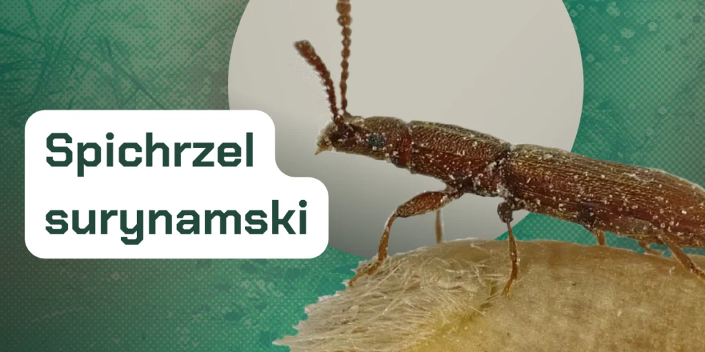 Spichrzel surynamski - szkodnik magazynowy