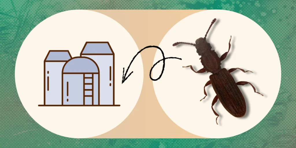 Spichrzel w silosie rolniczym