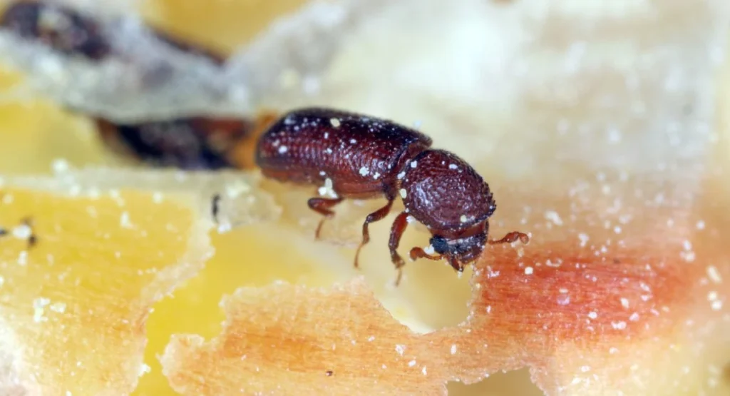 Read more about the article Kapturnik zbożowiec – zwalczanie intruza w zbożu