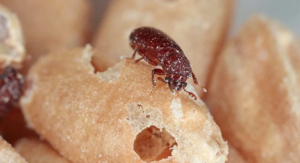 kapturnik-zbozowiec-jak-sie-pozbyc