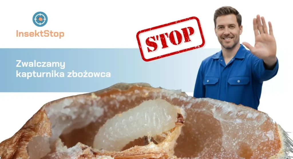 kapturnik-zbozowiec-zwalczanie