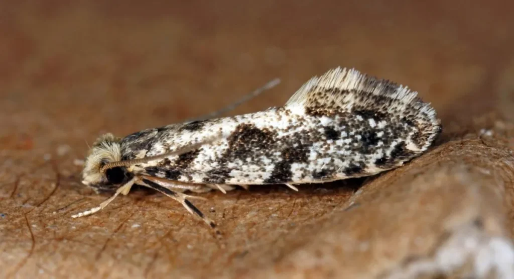 Read more about the article Mól ziarniak – zwalczanie uciążliwego szkodnika zbóż