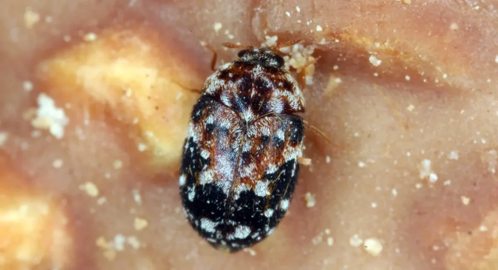 skorek-zbozowy-charakterystyka