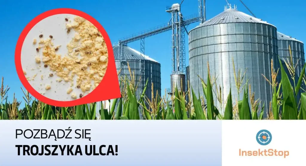 trojszyk-ulec-jak-sie-go-pozbyc