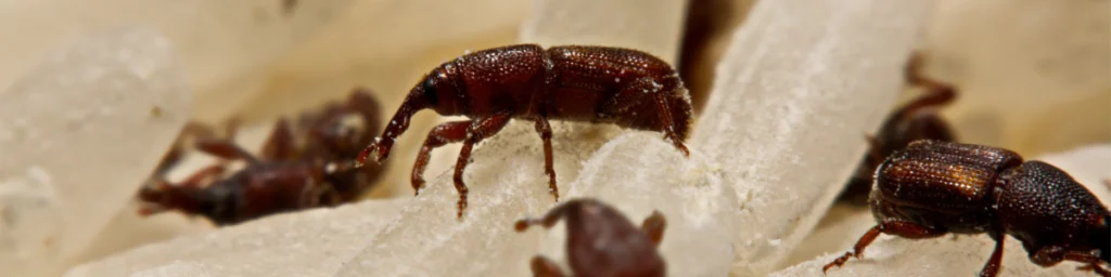 wołek zbożowy czy wołek ryżowy