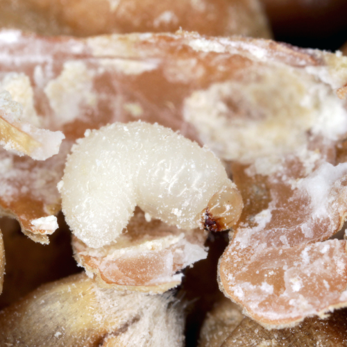 wołek zbożowy w stanie larwalnym