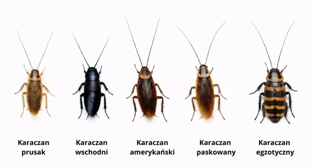 Karaczan-prusak-InsektStop