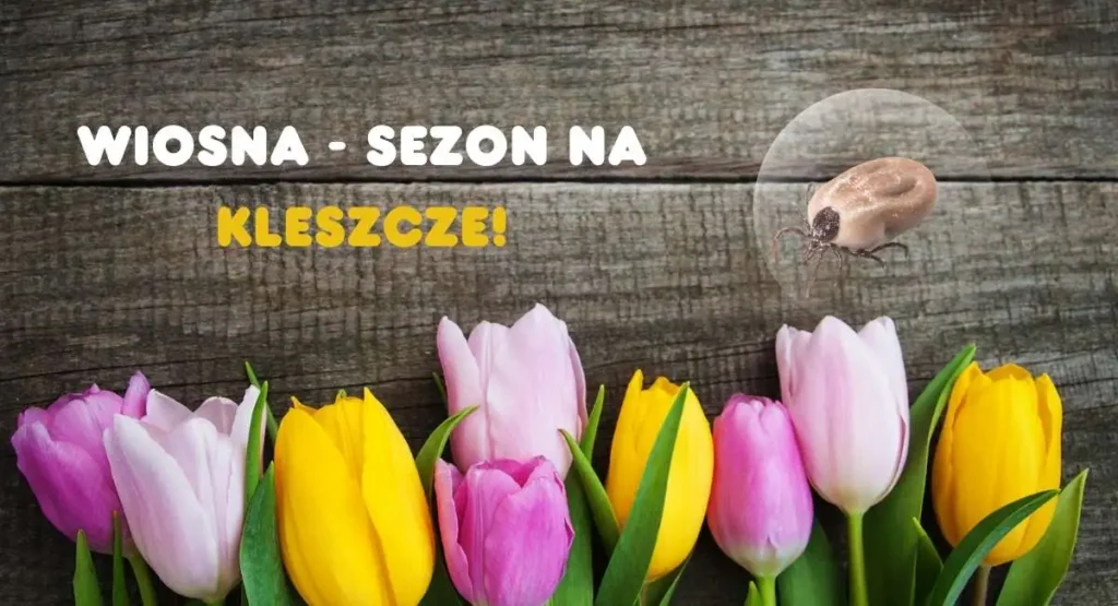 Read more about the article To już wiosna – uwaga na kleszcze!