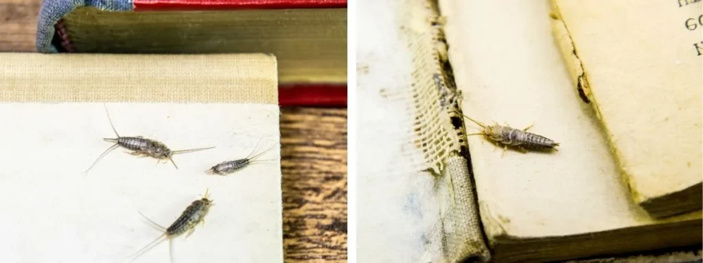 czy rybiki mogą być w łóżku InsektStop