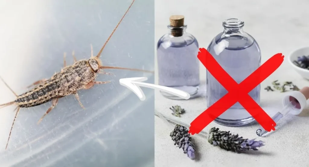 Read more about the article Domowe sposoby na rybiki cukrowe – czy działają?