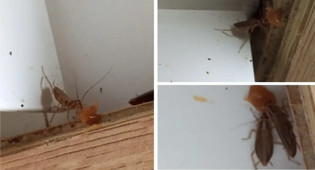 karaluchy-w-kamienicy-InsektStop