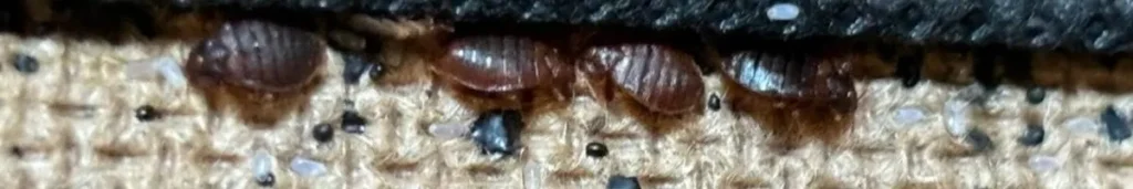 pluskwy-domowe-w-pokoju-InsektStop