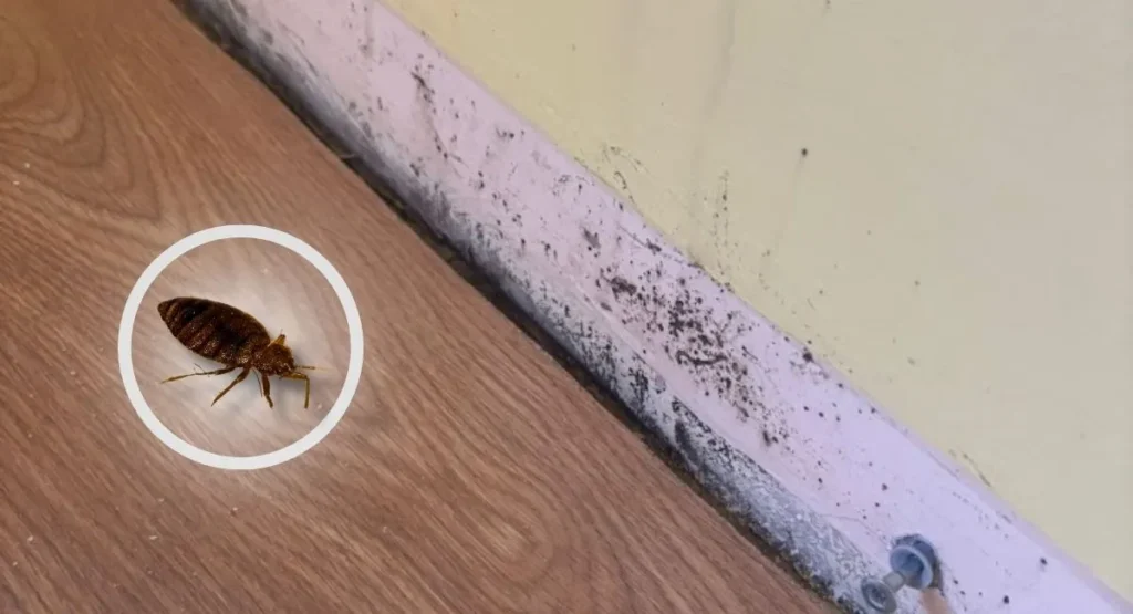 pluskwy-domowe-w-szczelinach-InsektStop