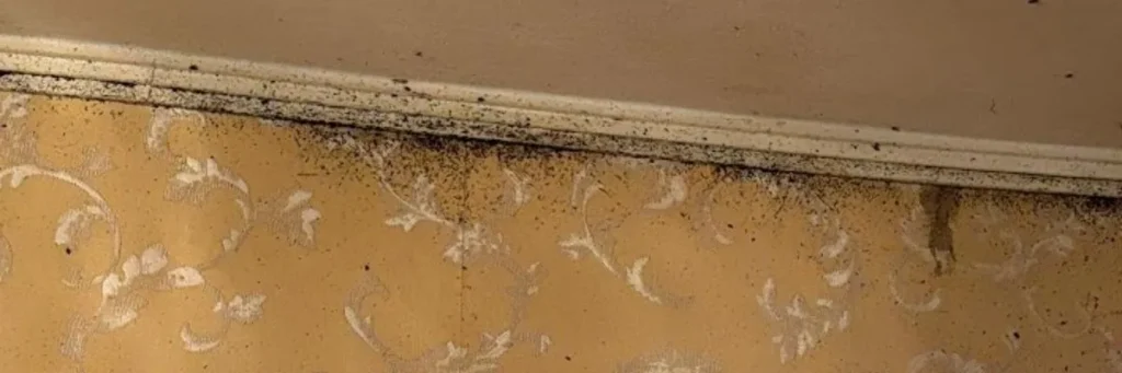 pluskwy-na-ścianie-InsektStop