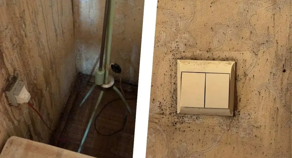 pluskwy-w-domu-InsektStop