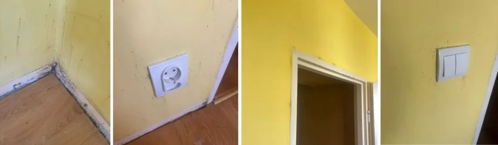 pluskwy-w-kamienicy-InsektStop