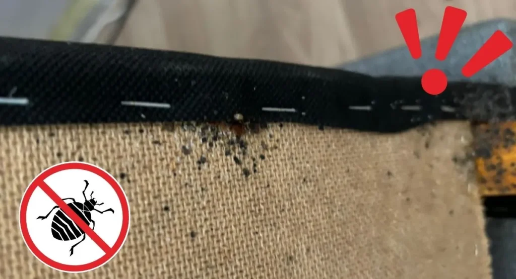 Read more about the article Pluskwy w używanym łóżku – historia klienta z Gdańska