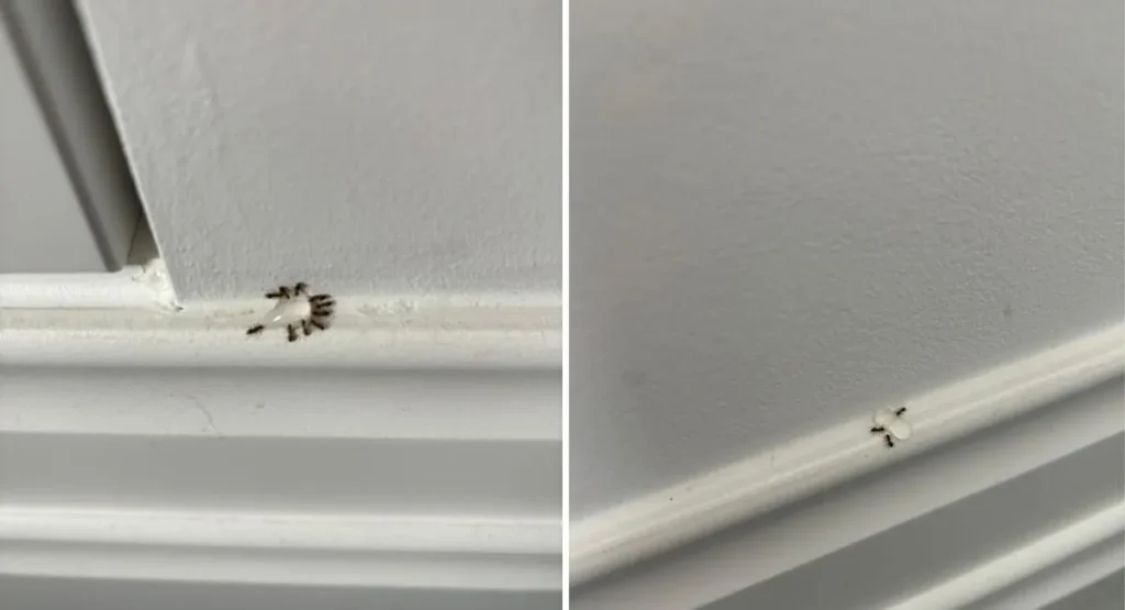 InsektStop zwalczanie mrówek