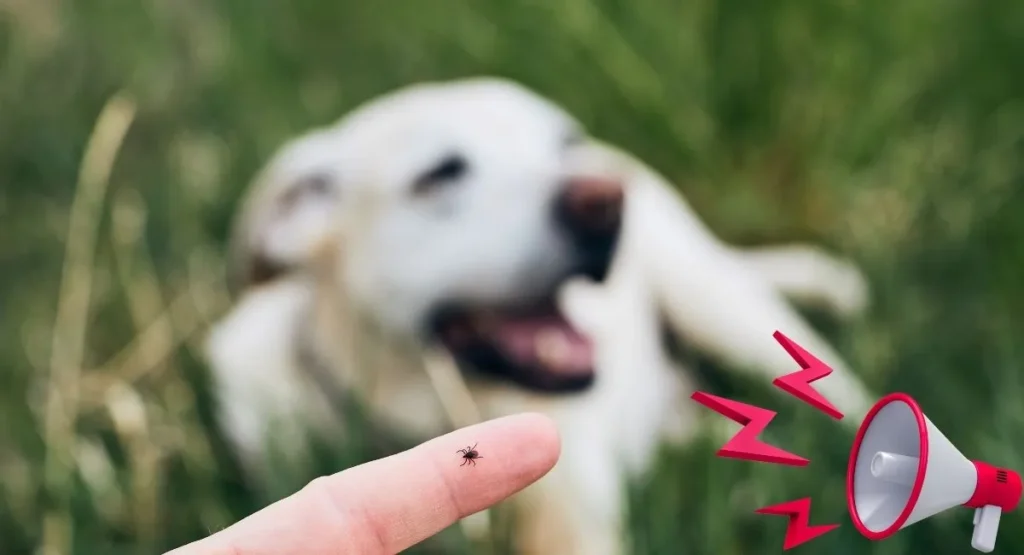 Read more about the article Domowe sposoby na kleszcze – czy działają? Co mówią eksperci?
