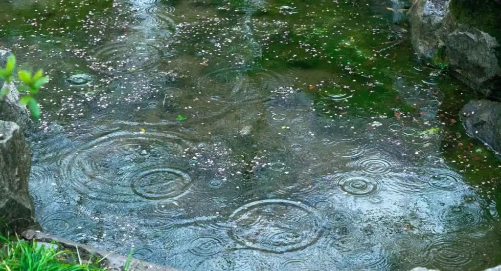 Read more about the article Zabieg przeciw komarom na działce – zamgławianie termiczne w praktyce