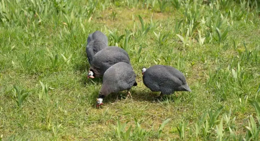 naturalni wrogowie kleszczy - perliczki InsektStop