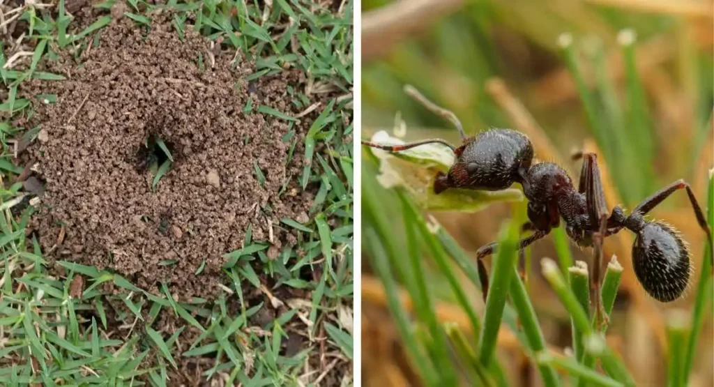 naturalni wrogowie mrówek InsektStop