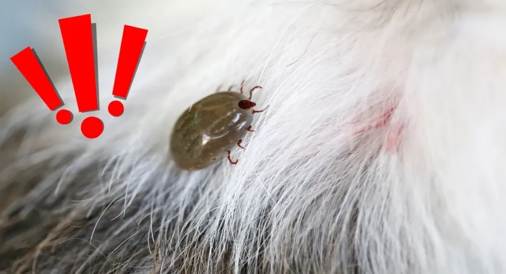 naturalny wróg kleszcza InsektStop