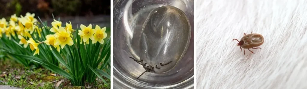 odkleszczanie działki InsektStop