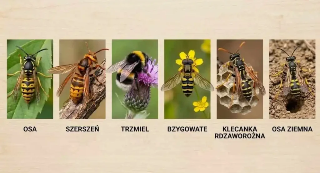 owady podobne do szerszenia InsektStop