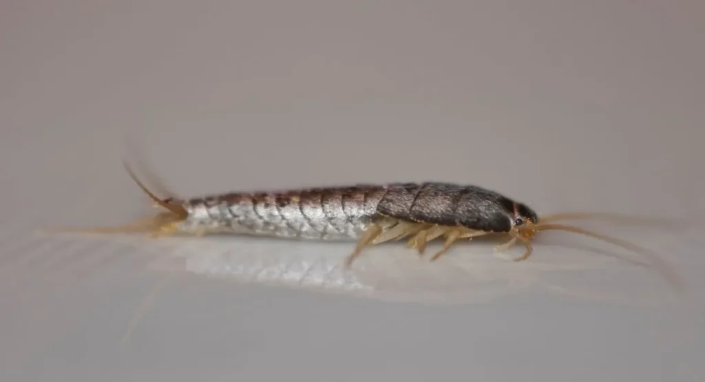 Read more about the article Rybiki w całym mieszkaniu – nie tylko problem łazienki