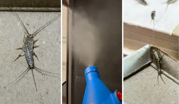 zamgławianie ULV na rybiki InsektStop