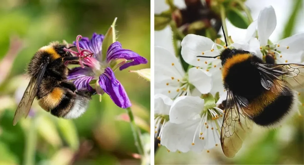 zwalczanie os zwalczanie szerszeni InsektStop