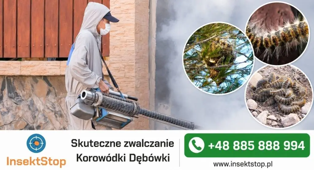 skuteczne zwalczanie korowódki dębówki